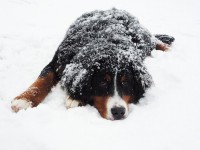 /album/fotogalerie/p1010237-copy-jpg/